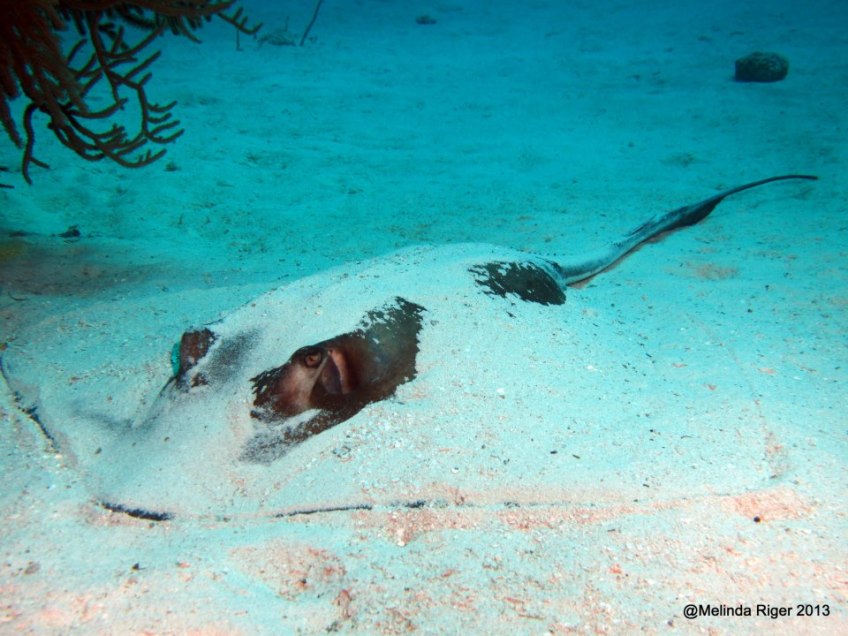 Southern Stingray ©Melinda Riger @ GB Scuba