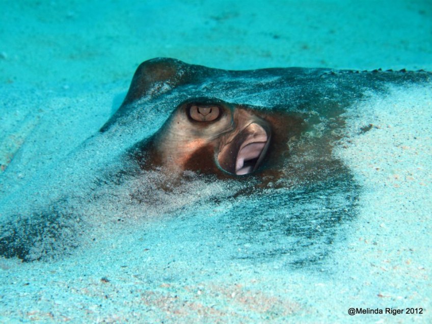 Southern Stingray