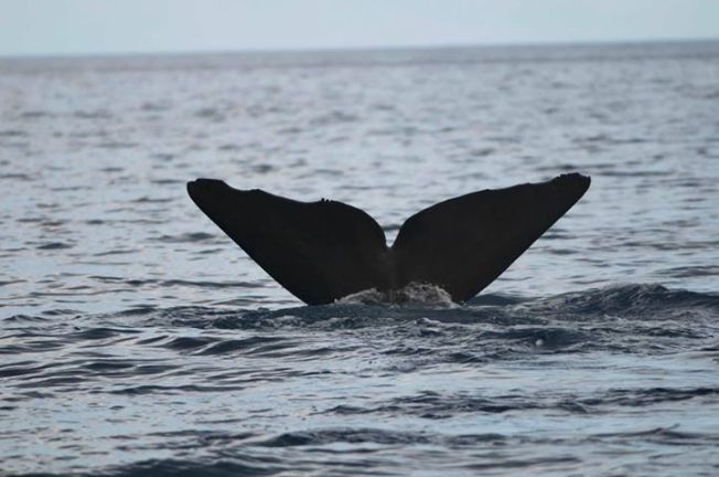 Sperm Whale supplier of poop BMMRO