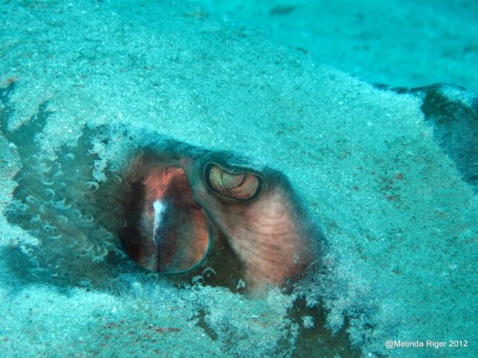 Stingray Eye ©Melinda Riger @GBS