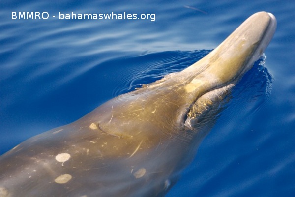 TopHead_070815o_01_Md_DEC_035