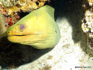 Wasabi the Eel 2