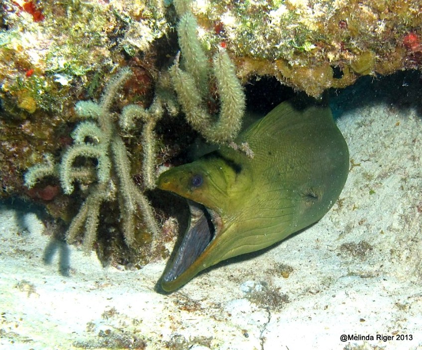 Wasabi the Moray Eel