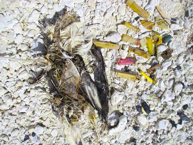 100614_midway_spit_md2_001