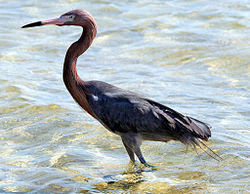 Reddish_Egret Wiki