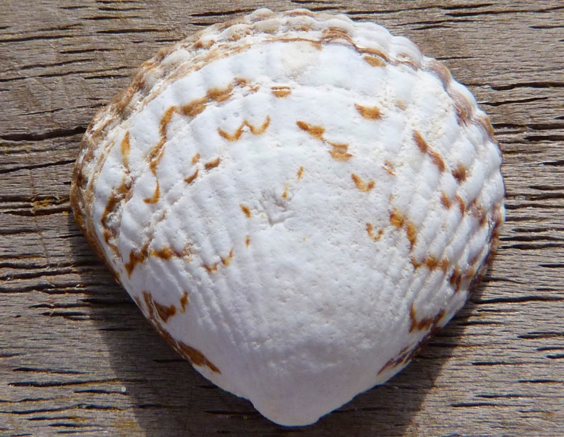 Abaco Shell 1