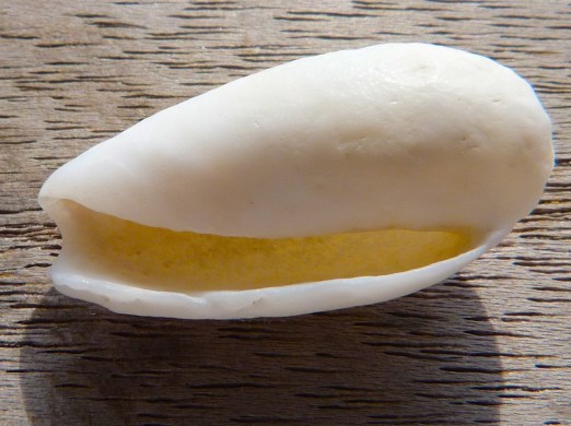 Abaco Shell 3b