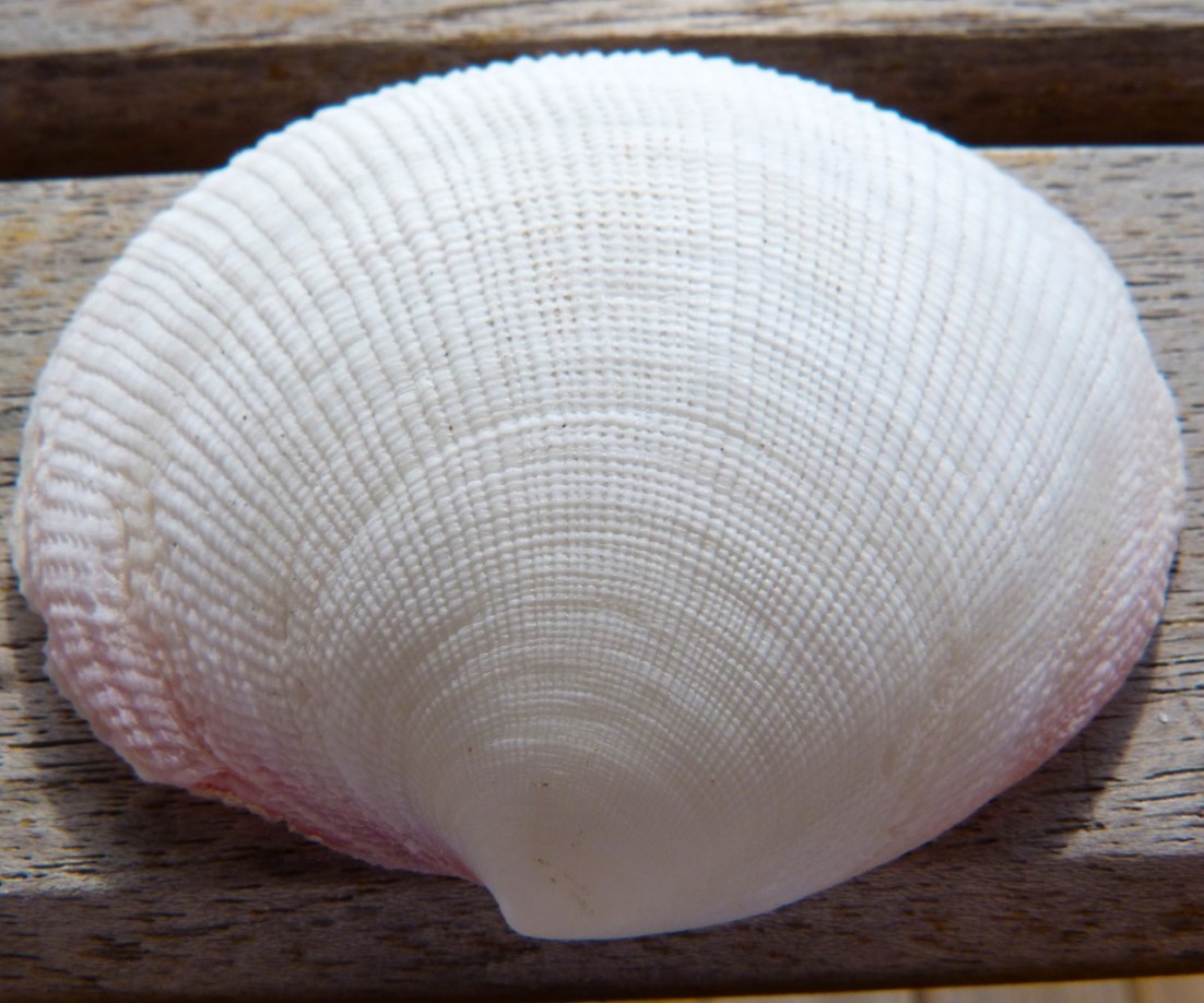 Abaco Shell 4