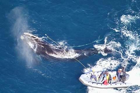 Right Whale entangled in 280 ft of rope
