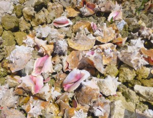 Conch at Sandy Point (Clare)