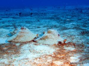 Conch preparing to mate ©Melinda Riger @ GB Scuba