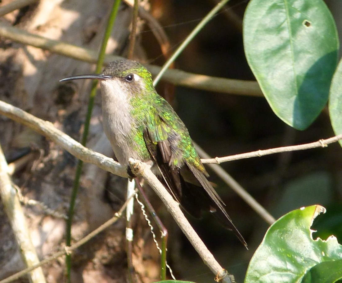 Cuban Emerald Hummingbird, Delphi, Abaco 2