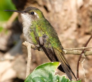 Cuban Emerald, Delphi, Abaco (Keith Salvesen)