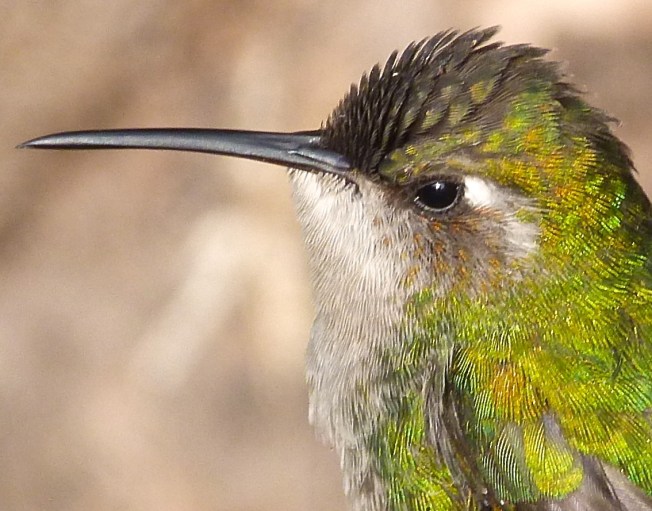 Cuban Emerald Hummingbird, Delphi, Abaco10