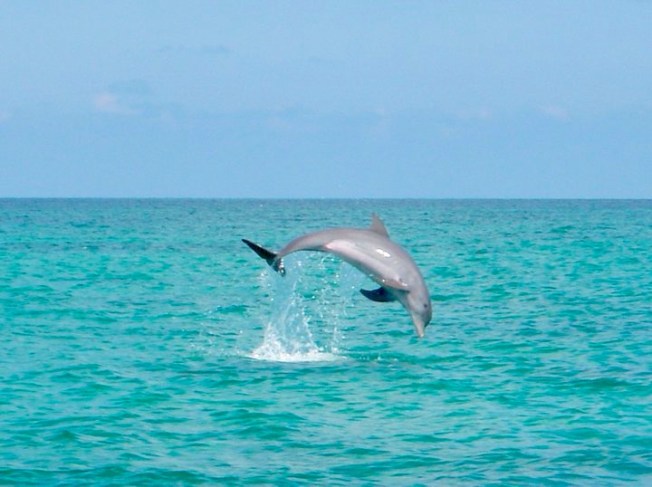 Dolphin Leap Abaco ©BMMRO