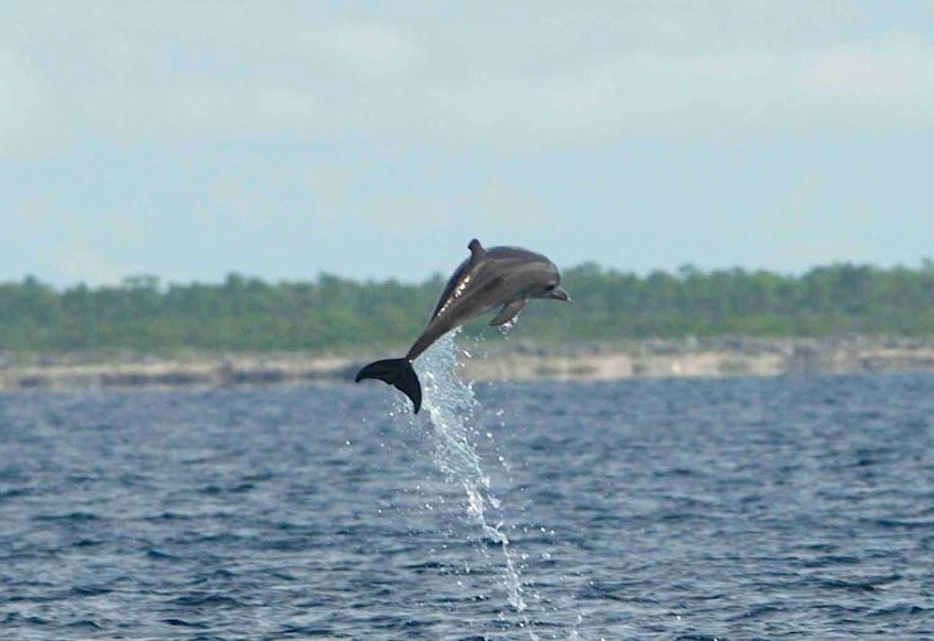 Dolphin, one of a pod of 50