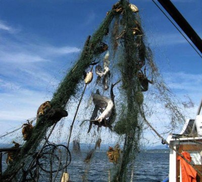 Ghostfishing-NOAA Marine Debris