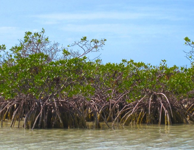 Mangroves, The Marls, Abaco, Bahamas (Keith Salvesen, Rolling Harbour)
