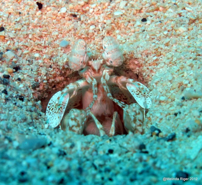 Mantis Shrimp 2 ©Melinda Riger @GBS Mantis Shrimp ©Melinda Riger @GBS
