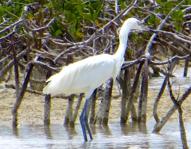 Reddish Egret (White Morph) Abaco 1