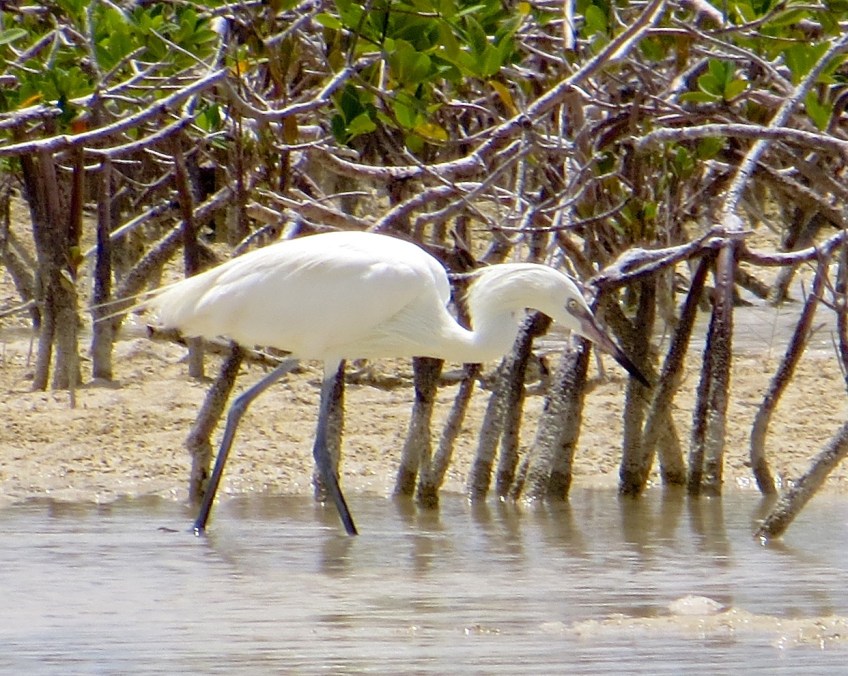 Reddish Egret (White Morph) Abaco 2