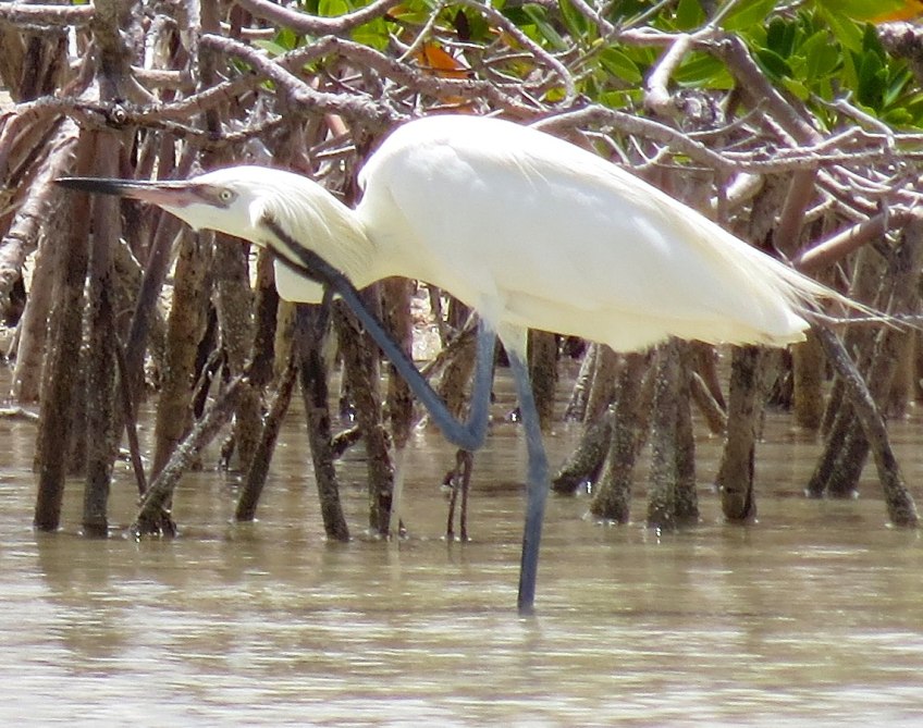 Reddish Egret (White Morph) Abaco 4