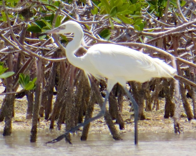 Reddish Egret (White Morph) Abaco 7