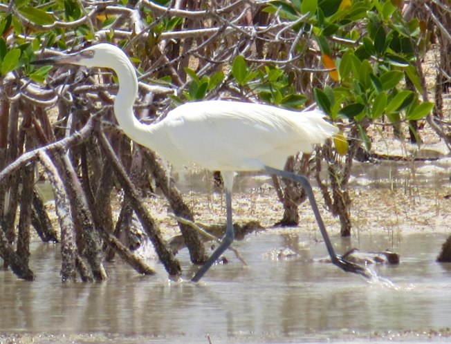 Reddish Egret (White Morph) Abaco 8