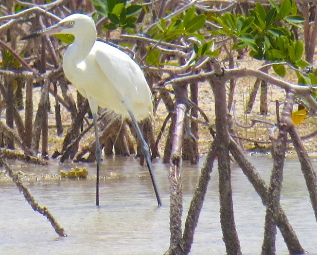 Reddish Egret (White Morph) Abaco 9