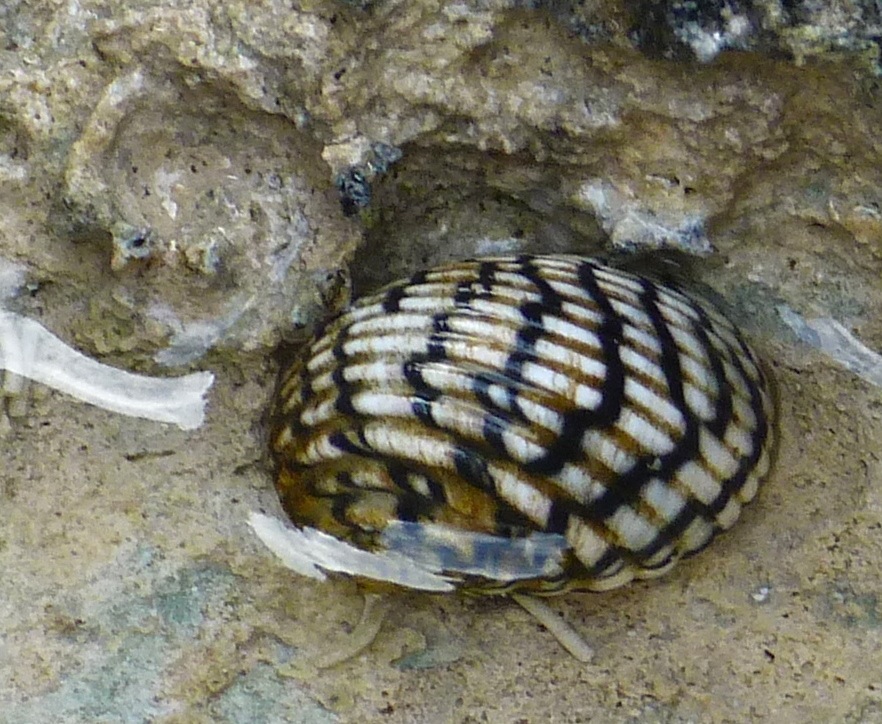 Rock Pool, Abaco 13