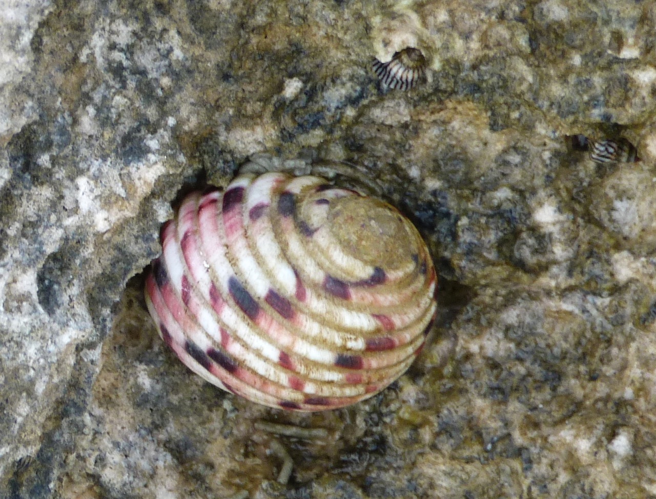 Rock Pool, Abaco 14