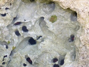 Rock Pool, Abaco 2