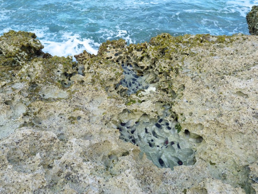 Rock Pool, Abaco 4