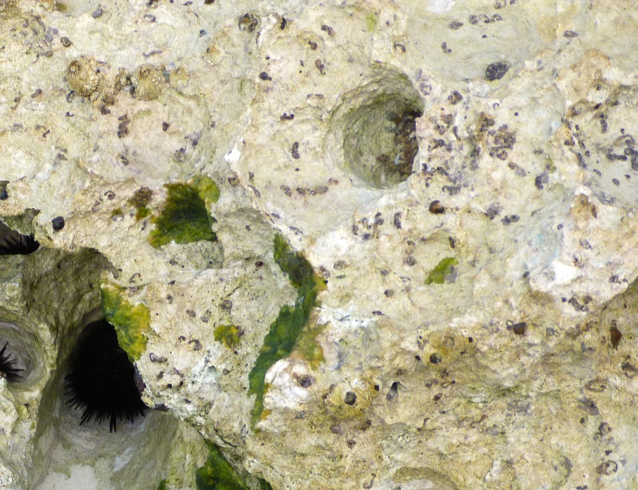 Rock Pool, Abaco 7