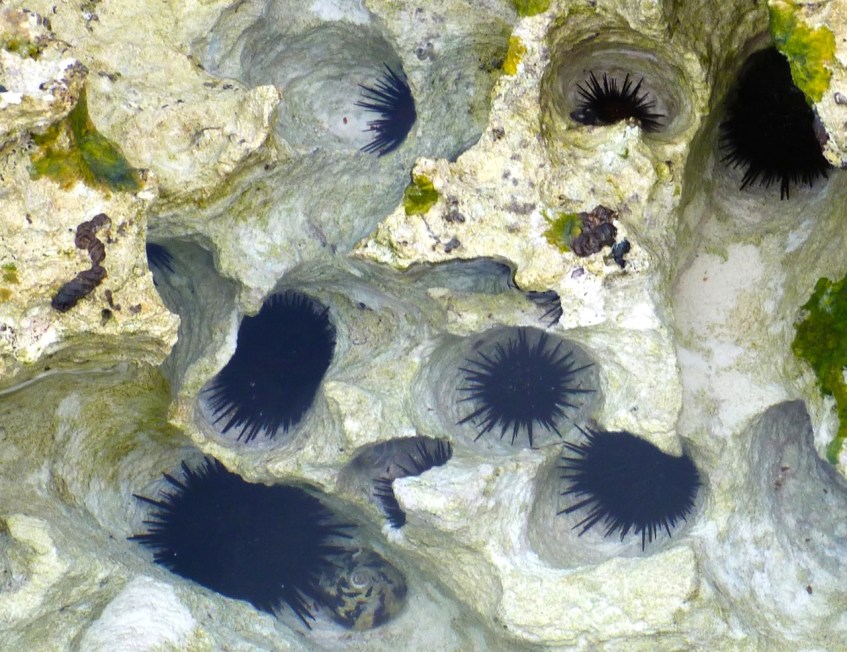 ROCK POOLS, ABACO 11