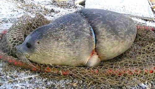 Seal with plastic band