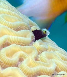 Spinyhead Blenny