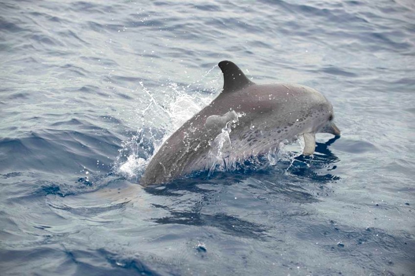 Spotted Dolphin Abaco ©BMMRO