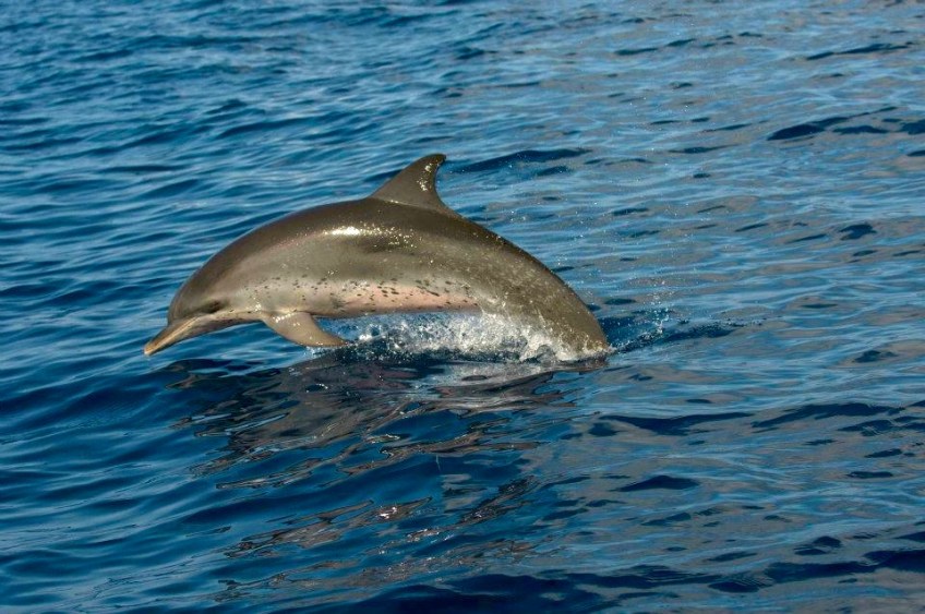 Spotted Dolphin, Abaco ©BMMRO