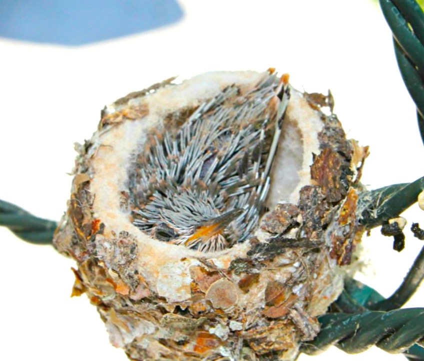 1376617_10201470928108872_1146646017_n