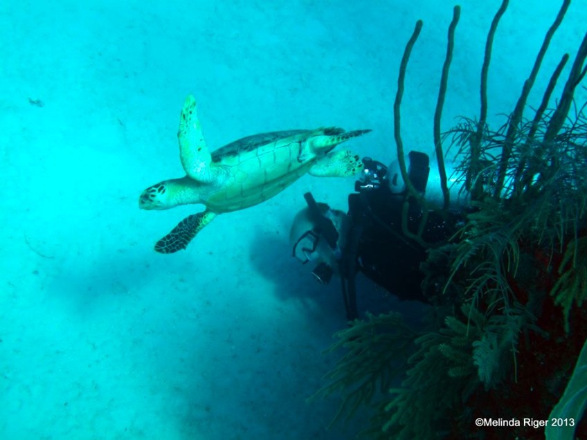 Hawksbill Turtle, Bahamas © Melinda Riger @ G B Scuba