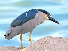 220px-Black-crowned_Night_Heron_RWD7