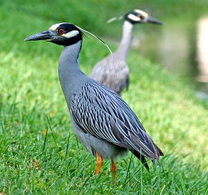 Yellow-crowned night heron 300px-YCNH20101