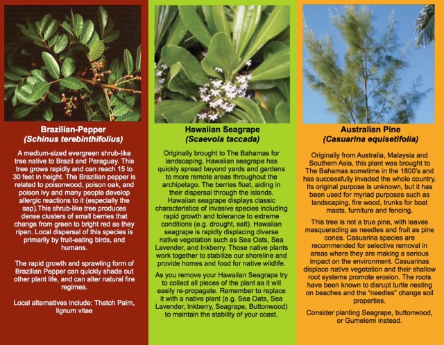 Abaco invasive plant species Abaco 7 invasive plant species