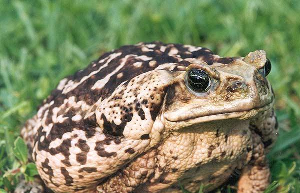 Cane-toad