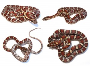 corn-snake2-300x224