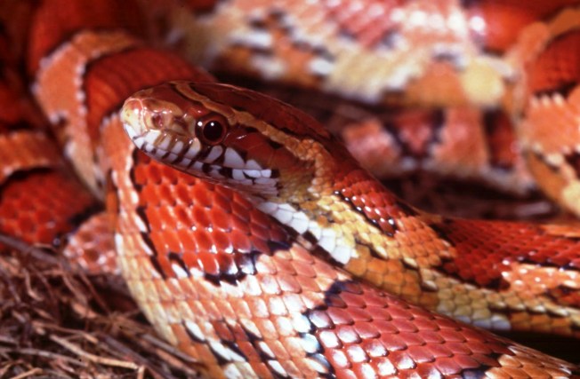 Cornsnake - Conserve Wildlife Foundation NJ