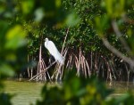 Great Egret Abaco 11