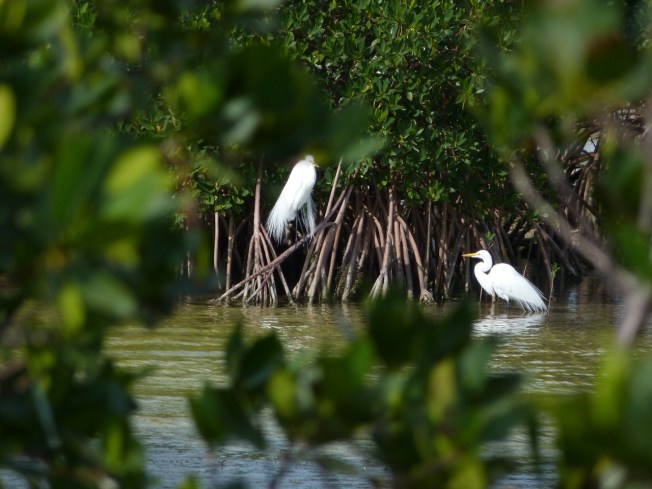 Great Egret Abaco 7