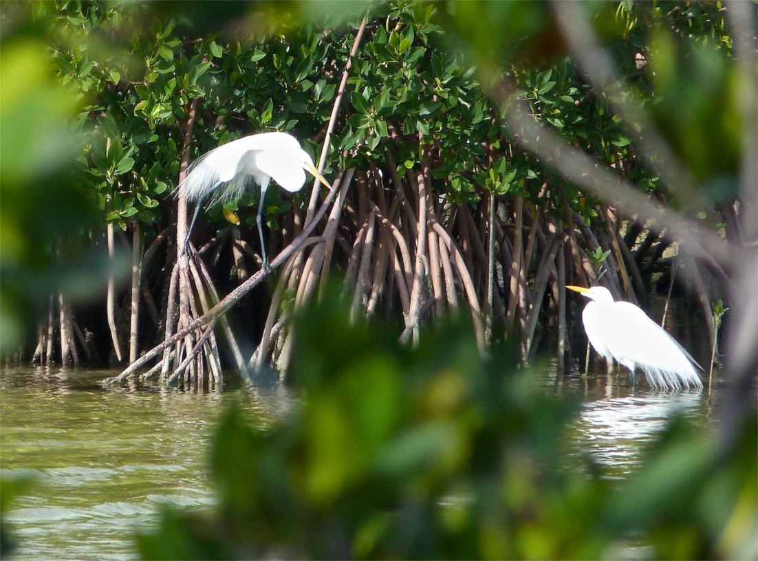 Great Egret Abaco 9